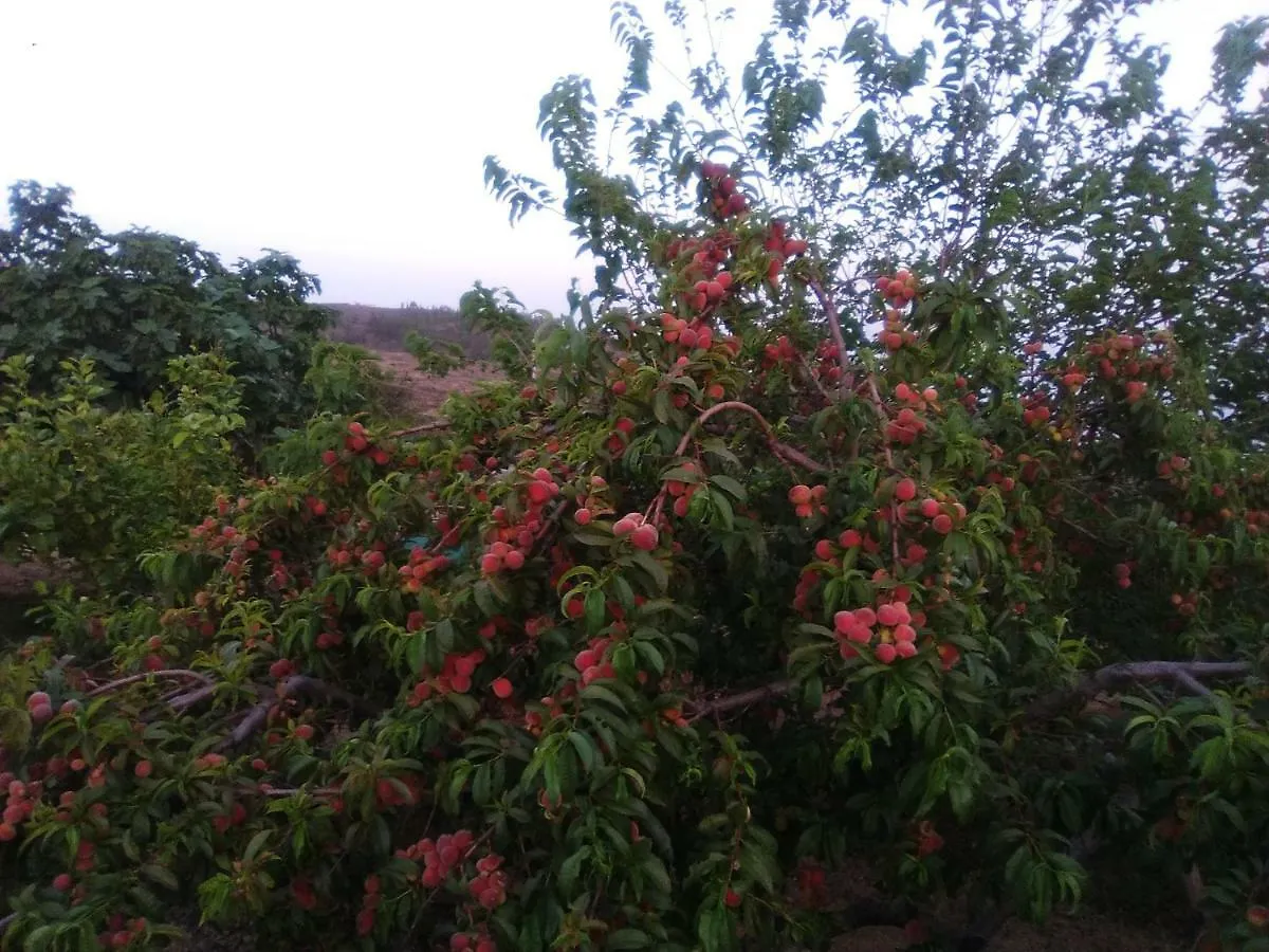 Casa De Los Abuelos Vilaflor 0*,